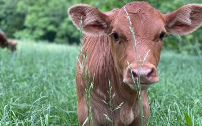 How Guarantees for Regenerative Agriculture Is Rewriting Agricultural Finance