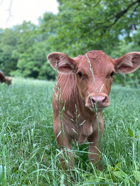 De-Risking the Future of Farming: How Guarantees for Regenerative Agriculture Is Rewriting Agricultural Finance